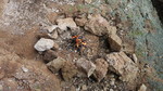photo thumbnail #15