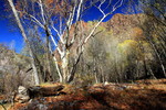 photo thumbnail #1
