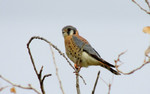photo thumbnail #14