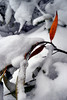 photo thumbnail #14