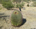 photo thumbnail #7