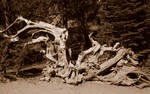 photo thumbnail #3