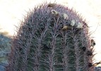 photo thumbnail #14