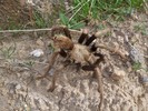 photo thumbnail #6