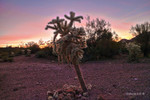 photo thumbnail #1