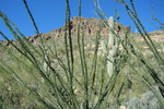 photo thumbnail #9