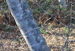photo thumbnail #7