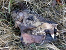 photo thumbnail #8