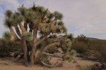 photo thumbnail #14