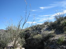 photo thumbnail #5