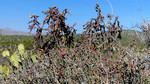 photo thumbnail #13