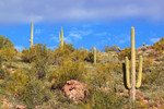 photo thumbnail #5