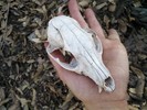 photo thumbnail #8