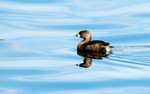 photo thumbnail #10
