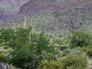 photo thumbnail #10