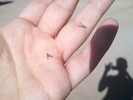 photo thumbnail #8