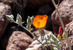 photo thumbnail #2