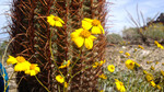 photo thumbnail #2