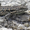 photo thumbnail #12
