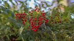 photo thumbnail #9