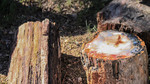 photo thumbnail #11