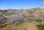 photo thumbnail #3