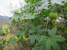 photo thumbnail #11