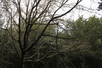 photo thumbnail #14