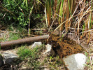 photo thumbnail #2