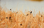 photo thumbnail #10