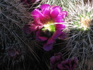 photo thumbnail #12