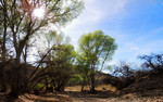 photo thumbnail #3