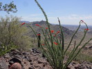 photo thumbnail #3
