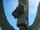 photo thumbnail #13