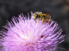 photo thumbnail #1