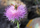 photo thumbnail #2