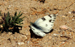 photo thumbnail #12