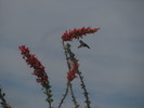 photo thumbnail #8