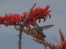photo thumbnail #9