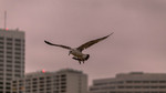 photo thumbnail #13