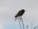 photo thumbnail #4