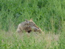photo thumbnail #8