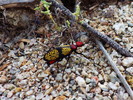 photo thumbnail #13