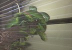 photo thumbnail #13