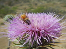 photo thumbnail #1