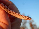 photo thumbnail #2