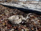 photo thumbnail #5