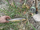 photo thumbnail #4