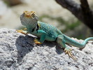 photo thumbnail #13