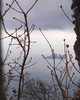 photo thumbnail #15